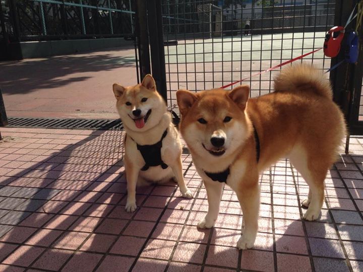 德甲球队高强度对抗中体能消耗与技术失误关系研究，德甲身体对抗多吗