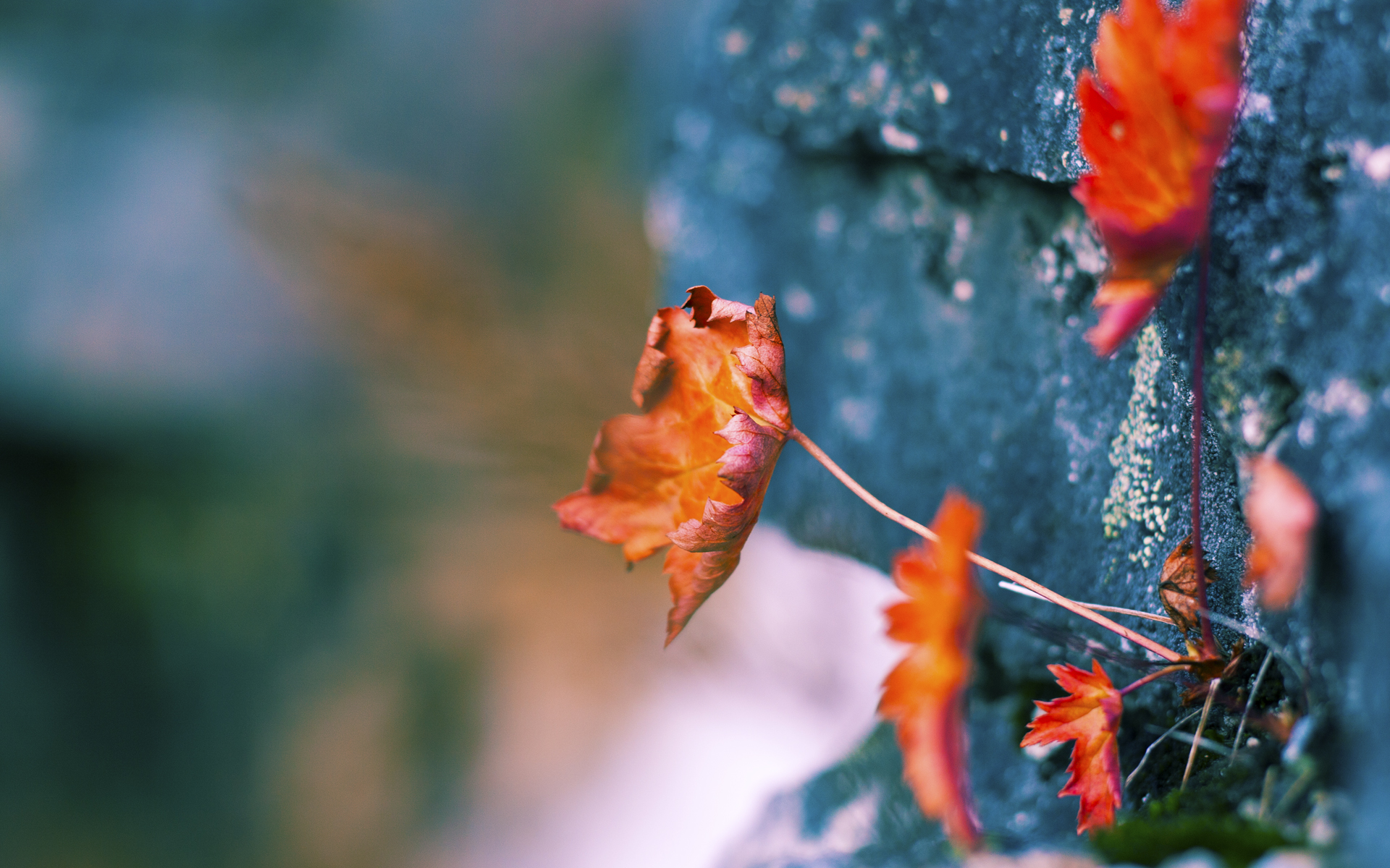 意甲球队基于心率变异性优化训练计划，心率变异性在训练中的应用