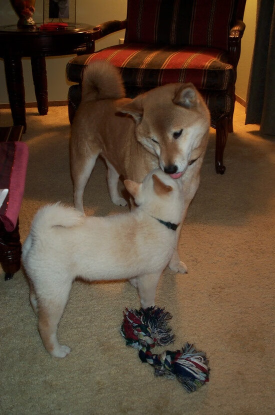 英超商业联盟对中小俱乐部品牌提升作用，英超联盟有限公司