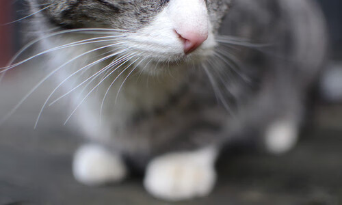 万名志愿者上线，“世运通”智慧服务保障赛事