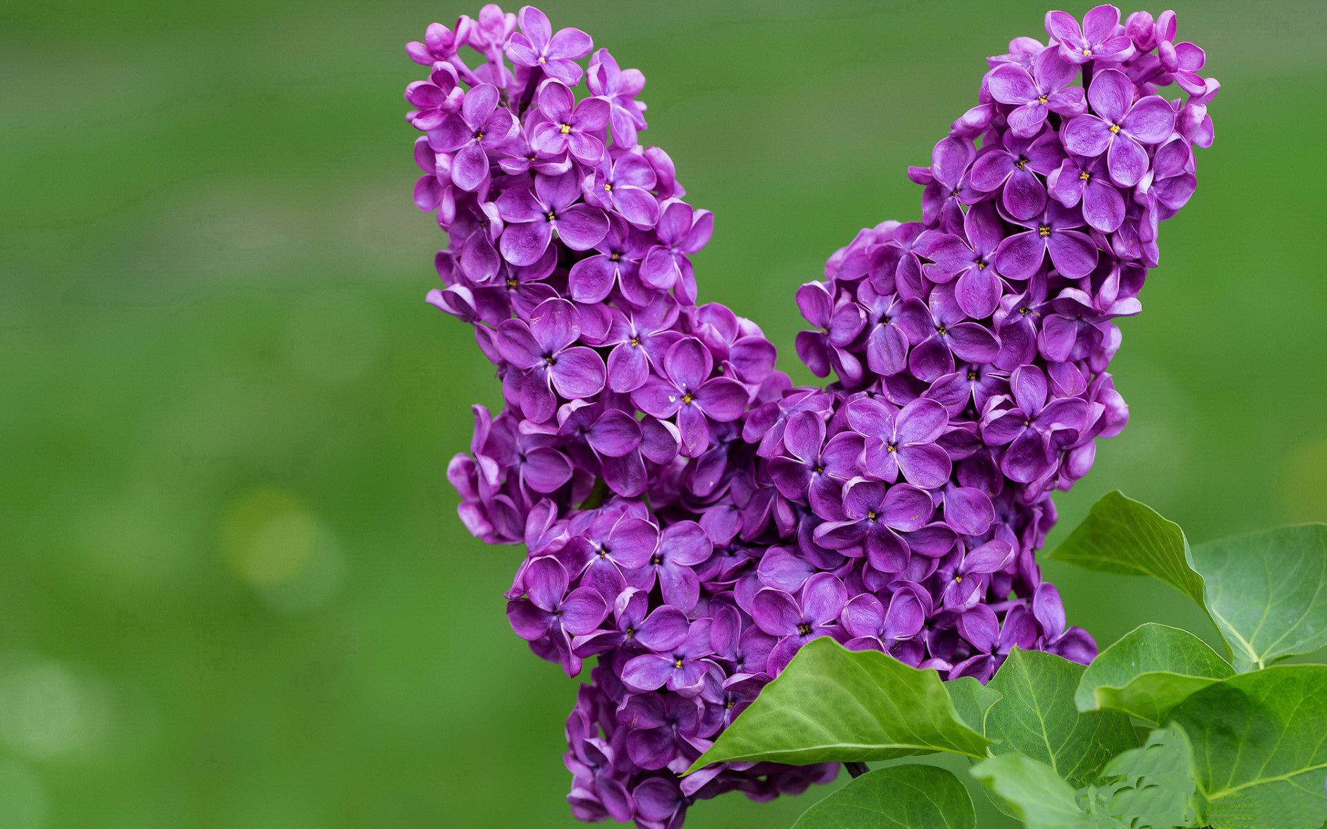 国际乒联混合团体世界杯:罗马尼亚队突破自我,表现惊艳,罗马尼亚 世界杯